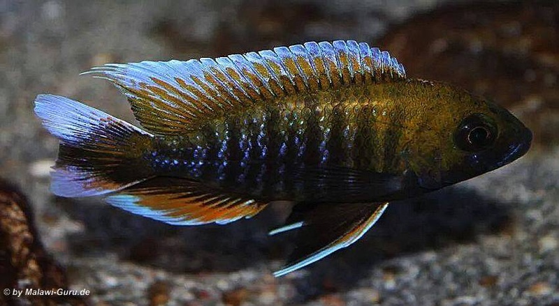 Aulonocara jacobfreibergi 'Otter Point'